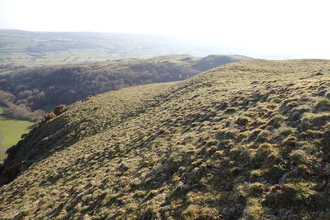 Xerophytic grassland