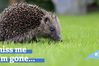 You'll miss me when I'm gone... hedgehog #30by30 campaign