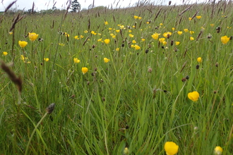 Bulbous Buttercups