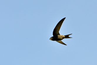 A swift in flight