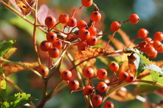 Rowan berries