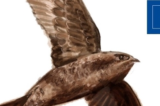 Swift GC photo