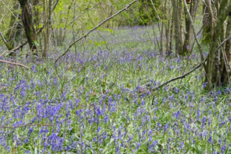 A lovely woodland scene carpeted with bluebells