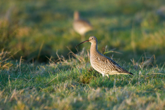 Curlew, with another curlew in background