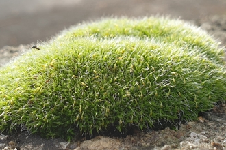 a cushion of green moss copyright Tamasine Stretton