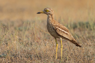 A stone curlew stands in a dry grassland