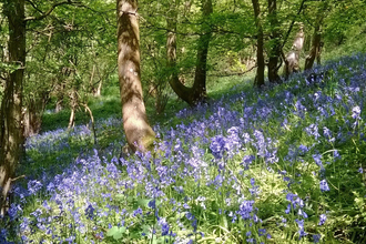 Hillside with bluebells in bloom