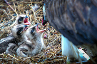 Osprey feeding three chicks