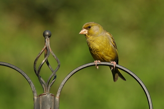 Greenfinch on the arm of a bird feeder stand