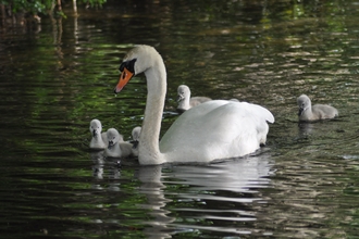 Mute Swan with young cygnets on the water
