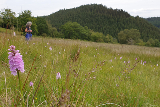 Dyfnant Meadows Nature Reserve, with a person in the background and an orchid in the foreground