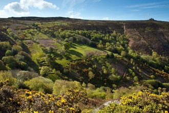 Landscape photograph of the Welsh Marches, yellow gorse in foreground
