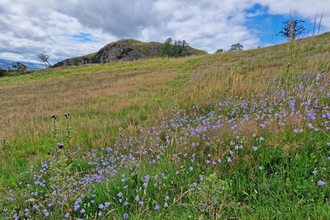 Roundton Hill in the background with harebells in orground