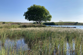 Llyn Mawr pool with tree in the centre