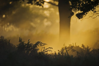 Dawn photograph of oak woodland, bracken silhouetted in foreground