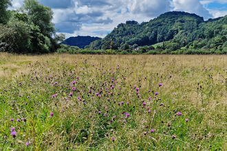 Red House Nature Reserve, with Knapweed in the foreground