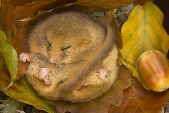Hazel Dormouse hibernating in autumn