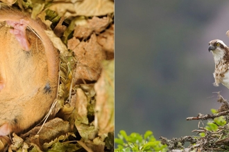 Hazel Dormouse hibernating in autumn and Osprey on a branch