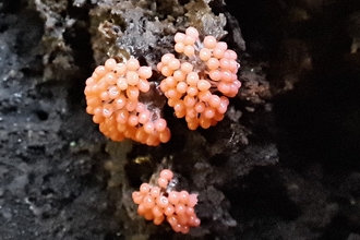 Slime Mould Arcyria ferruginea 