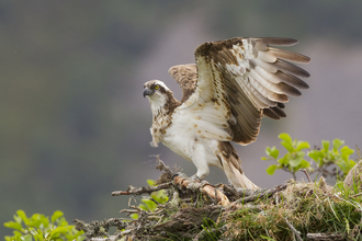 Osprey on a branch