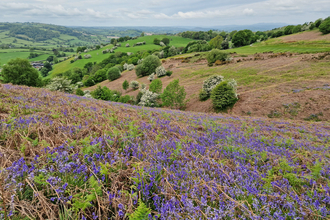 An open landscape view with a carpet of bluebells amongst dead bracken in the foreground, stretching away to scattered trees covered in white blossom, and then distant hills in the background