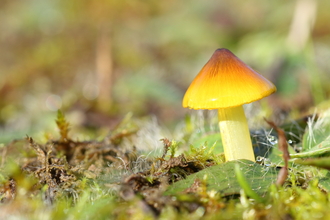 Close-up of a waxcap fungi from the hygrocybe genus