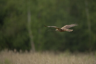 Marsh Harrier flying low