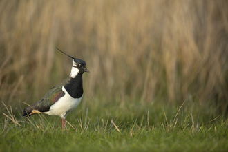 Close up of a Lapwing at RSPB Ynys Hir