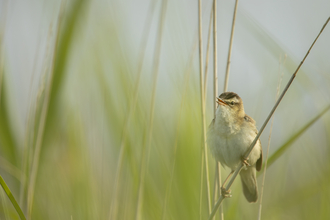 Close up of a Sedge Warbler singing at RSPB Conwy