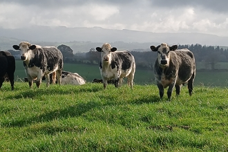 Cows in a Mid Wales field