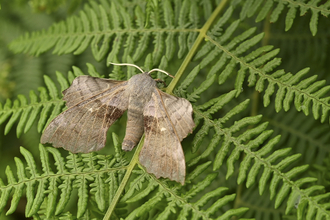 Poplar Hawk-moth - Hannah Zervas