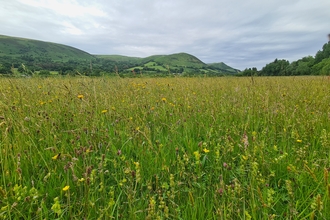 A species-rich meadow, a tapestry of yellow, pink, brown and green, with hills and woodland in the background