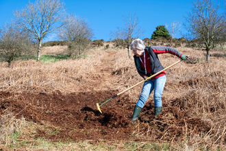 Female volunteer raking bracken