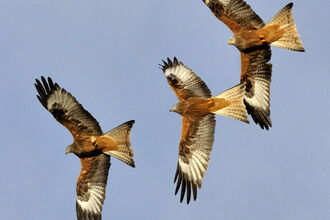 Three Red Kites soaring in the sky