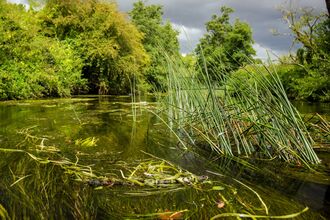 A view over a river, with bushes and trees visible on the far side