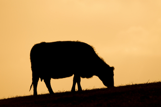 Cow