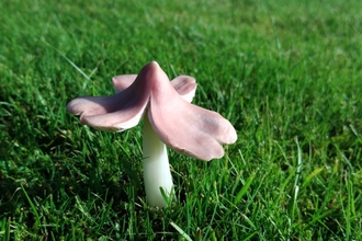 Porpolomopsis calyptriformis - Ballerina Waxcap