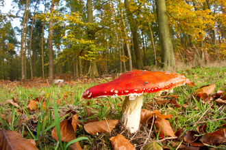 Amanita muscaria - Fly Agaric  Photo Credit: Ben Hall/2020VISION