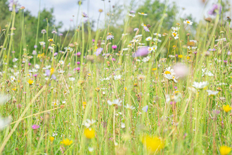 Close up of wildflower meadow, low angle shot