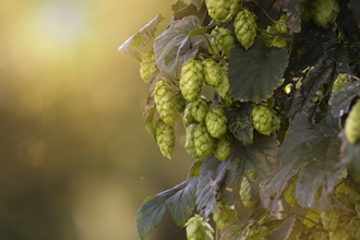 Hops in Autumn light
