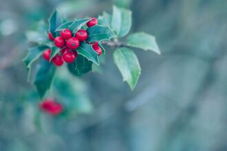 Close up of holly with red berries