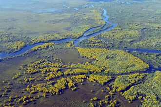 Aerial view of the Pantanal