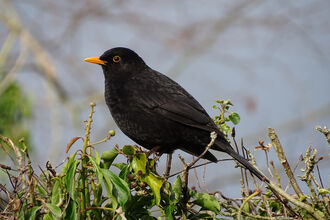 Close up of a male Blackbird