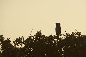 Bird singing silhouetted against sky at dawn