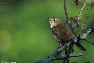 Close-up of a Nightingale perched on a branch singing