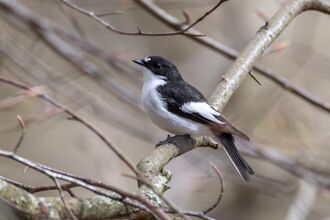 Close up of a male Pied Flycatcher