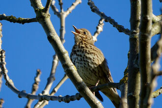 Close up of a Song Thrush singing in a bare-branched tree in winter