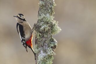 Close-up of Great Spotted Woodpecker on a lichen-covered tree trunk