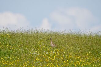 Curlew in a wildflower meadow 