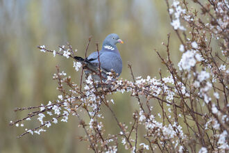 Wood Pigeon amongst first blossom on trees